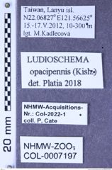 Etiketten zu Ludioschema opacipennis (Kishii, 1993) (NHMW-ZOO-COL-0007197)